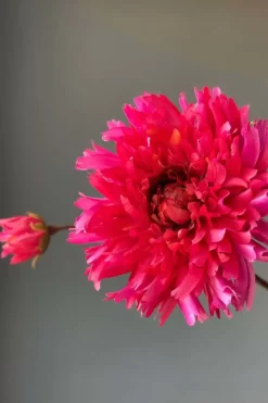 Pip Kunstliche Blumen Fall Beauty
