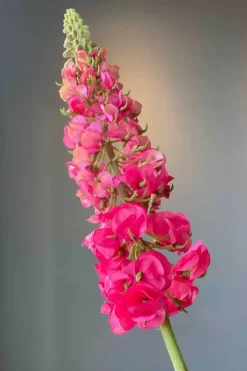 Pip Kunstliche Blumen Sunset Kiss